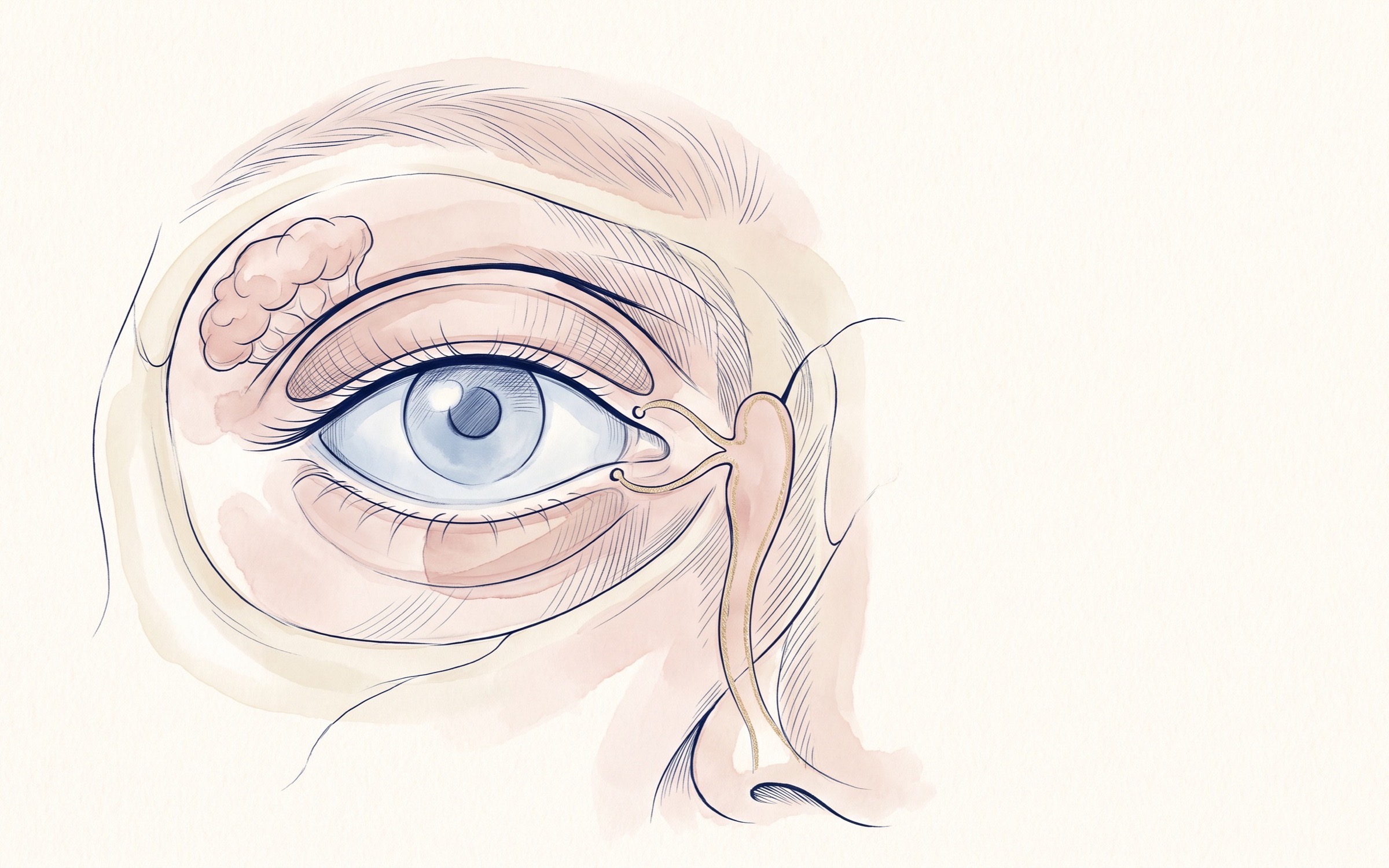 A watercolour and ink anatomical plate of the left eye region seen from the front, showing the brow, upper and lower lids, the tear drainage at the inner corner, the lacrimal gland under the upper outer orbital rim, and the bony orbital rim.